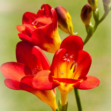 Freesia- Giant Single Red