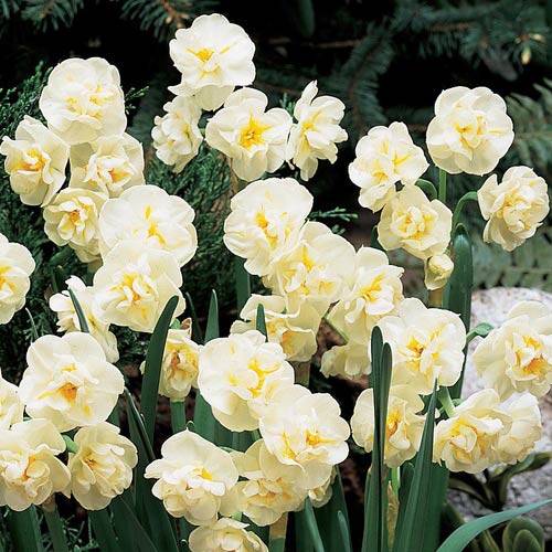 Fragrant Gardenia Daffodil Seeds