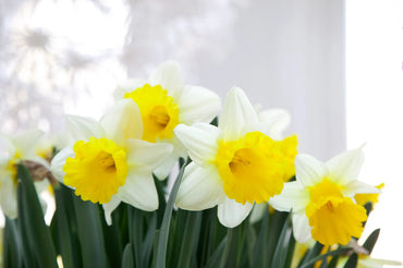 Goblet Daffodil Seeds