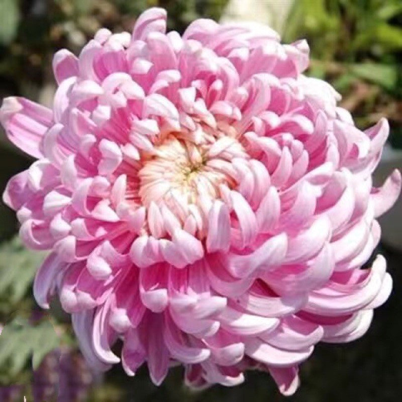 Giant Chrysanthemum Seeds