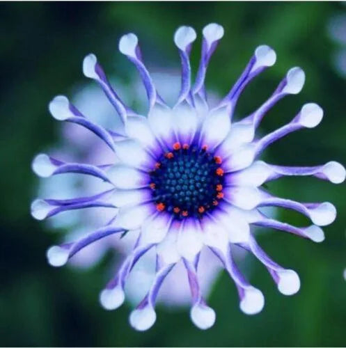 Rare Blue Daisy Plants Flower Seeds
