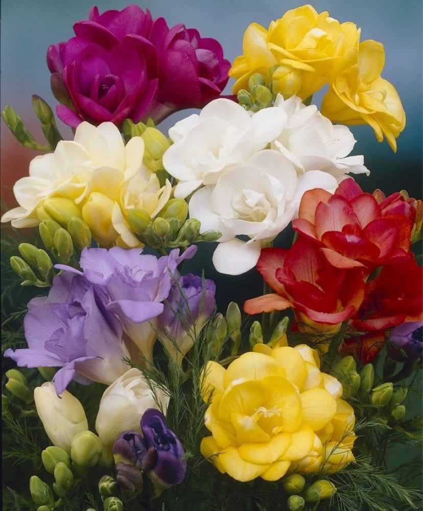 Freesia- Giant Single Mixed