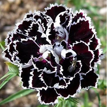Heirloom Non-GMO Carnation Flower Seeds for Planting – Fragrant Blooms