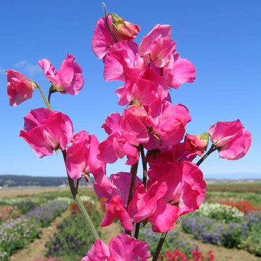 Sweetpea- Elegance Deep Rose