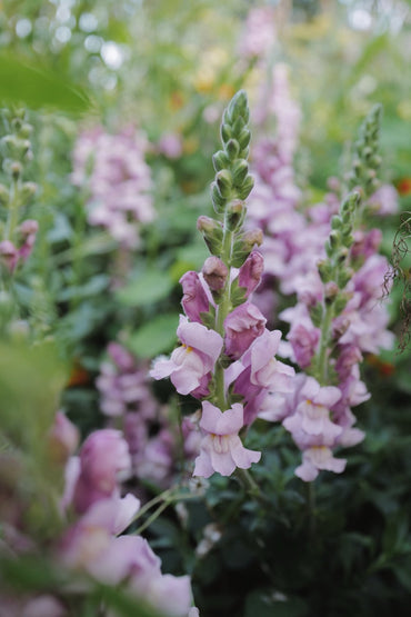 Potomac Lavender Snapdragon Seed
