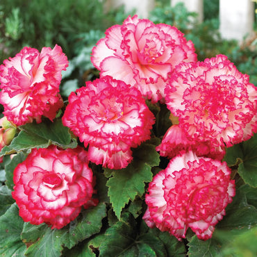 Prima Donna Begonia White with Pink Picotee
