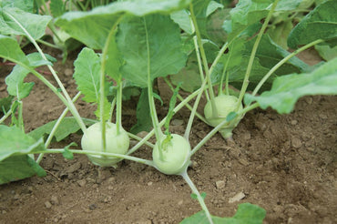 Korist – Organic Kohlrabi Seed