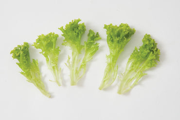 Salanova Green Incised – Lettuce Seed