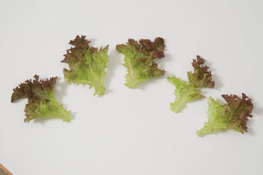 Salanova Red Incised – Lettuce Seed