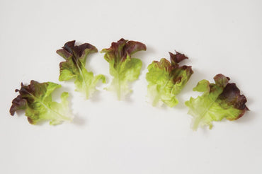 Spritzer – Lettuce Seed