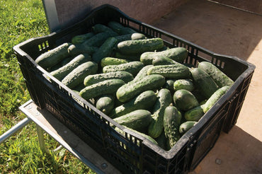 Excelsior – Organic Cucumber Seed