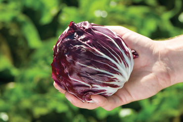 Perseo – Radicchio Seed