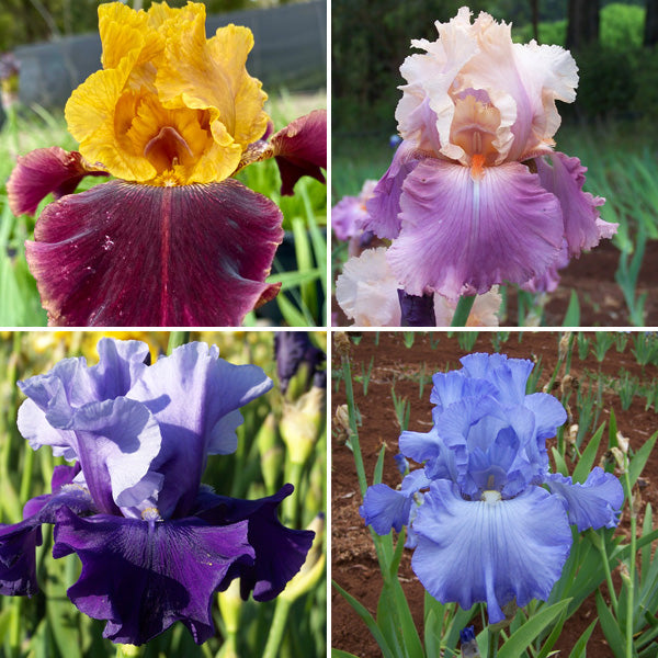 Breck's Rainbow Iris Collection