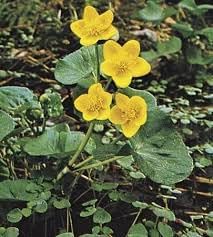 Heirloom Marsh Marigold Seeds – Non-GMO Flower Seeds for Planting