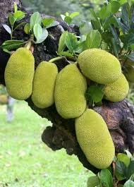 Bread Fruit Seeds - Grow a Nutritious and Tasty Fruit in Your Garden 100 pcs