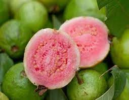 Guave Fruit Seeds - Tropical Sweetness for Your Garden 100 pcs