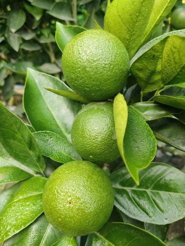 Indian Sweet Lime Seeds
