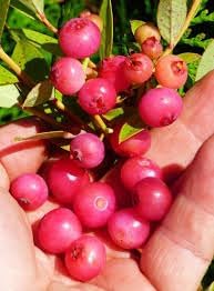 Heirloom Coralberry Shrub Flower Seeds – Non-GMO Seeds for Ornamental Garden Planting