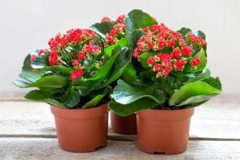Red African Violet Flower Seeds – Heirloom, Non-GMO Seeds for Planting Vibrant Indoor Blooms