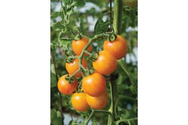 Sunrise Bumble Bee – Organic Tomato Seed