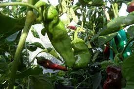 Gernika Pepper Vegetable Seeds for Planting - 100 pcs