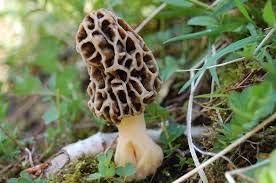 Morel Mushroom Seeds for Planting, Brown, 100 pcs