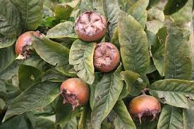 Medlar Fruit Seeds for Growing Unique and Tangy Medlar Trees 100 pcs