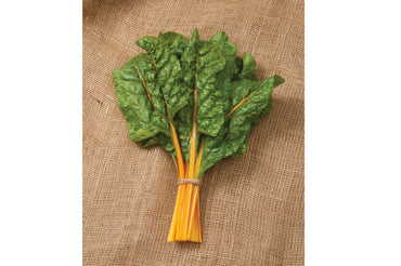 Oriole – Organic Swiss Chard Seed