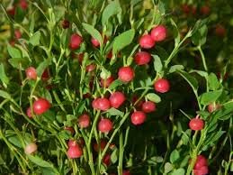 Physalis Alkekengi Seeds for Unique Decorative and Edible Plants 100 pcs