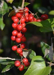 Sarsaparilla Nostrana Fruit Seeds for Planting - Organic, Traditional Plant for Herbal Gardens