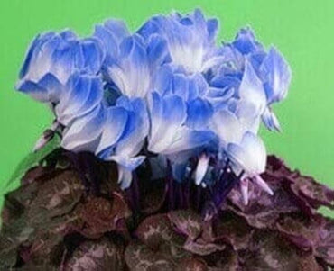 Blue White Cyclamen Flower Seeds for Planting - NON GMO Seeds- 100