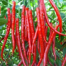 Chilli Seeds for Gardening, 100 pcs
