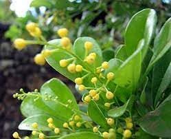 Aglaia Odorata Flower Seeds Heirloom Non GMO Planting - 100