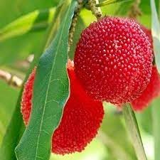 Waxberry Fruit Seeds for Planting - Hardy, Prolific Berry Harvests, Heirloom & Non-GMO Seeds