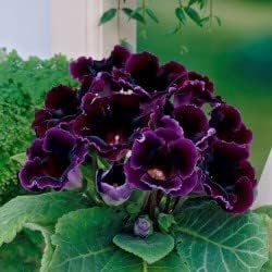 Dark Purple Gloxinia Heirloom Non-GMO Seeds for Planting