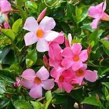 Heirloom Non-GMO Sanderi Flower Seeds – Unique Ornamental Blooms for Garden Planting