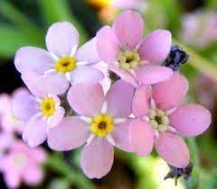 Heirloom Non-GMO Vergissmeinnicht Flower Seeds – Charming Blooms for Garden Planting