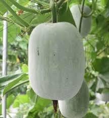 Gourd Melon Vegetable Seeds for Planting - 100 pcs