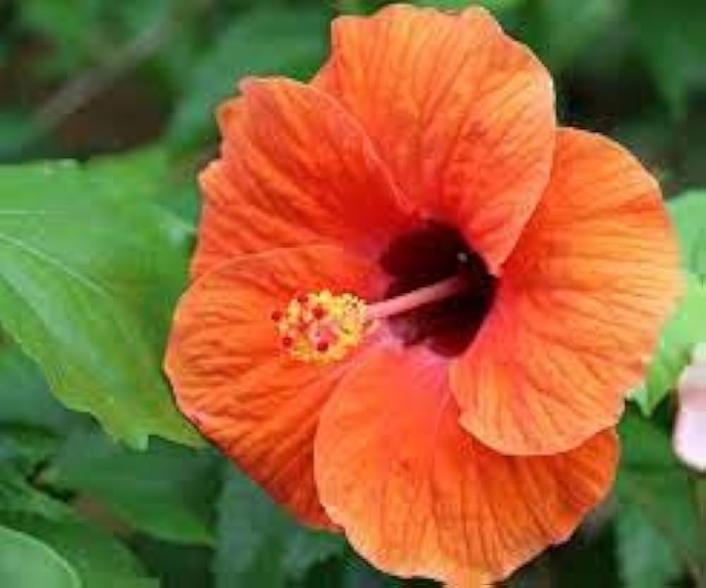 Hibiscus flower orange red giant seeds for planting in tropical exotic gardens