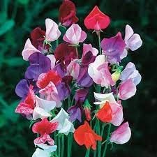 Heirloom Pea Flower Seeds for Planting 100