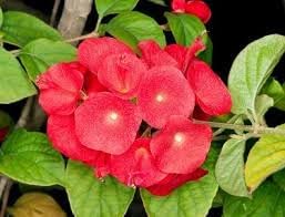 Heirloom Non-GMO Holmskioldia Flower Seeds for Planting – Cup-and-Saucer Blooms for Tropical Gardens
