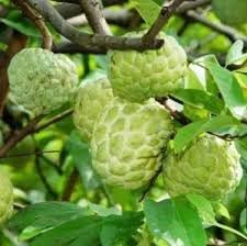Exotic Annona Squamosa Seeds for Tropical Fruit Lovers 100 pcs