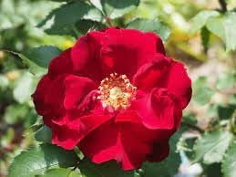 Heirloom Rugosa Flower Seeds for Garden Planting, Non-GMO, Fragrant Rose Blooms for Hedges
