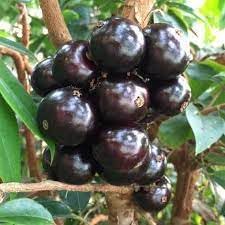 Jabuticaba Fruit Seeds for Planting- Non-GMO, Ideal for Rare Tropical Gardens