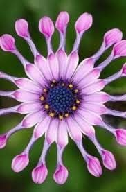Chrysanthemum Power Spider Seeds – Organic, Heirloom, Non-GMO Garden Seeds