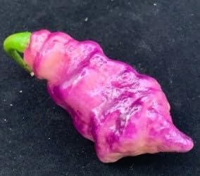 Baby pink chili Capsicum annuum seeds for planting in container garden