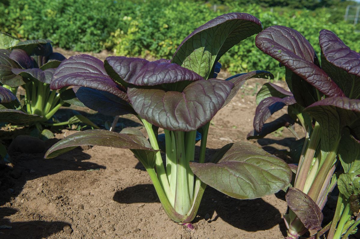 Rosie – Bok Choy Seeds