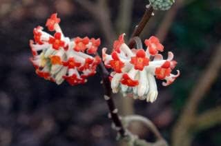 Red Edgeworthia Flower Seeds for Planting - 100 pcs
