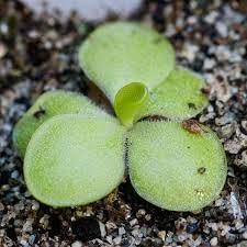 Pinguicula Plant Seeds for Planting, Heirloom, Non-GMO, 100