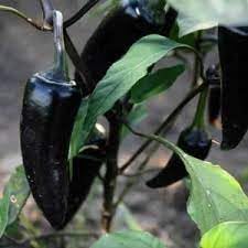 Samen-Schmecken Vegetable Seeds for Planting - heirloom & Non-GMO Seeds